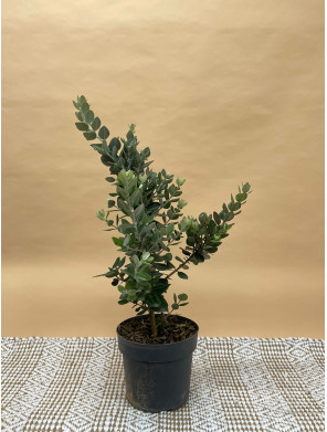 METROSIDEROS EXCELSA