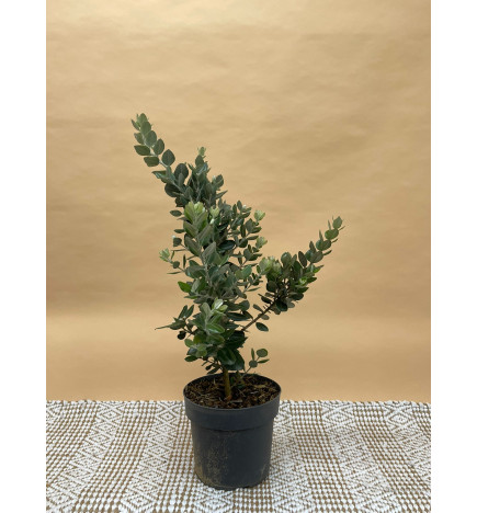 METROSIDEROS EXCELSA