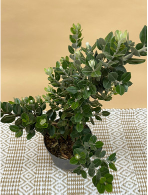 METROSIDEROS EXCELSA