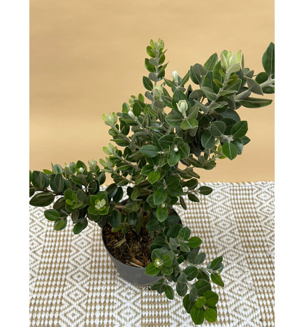 METROSIDEROS EXCELSA