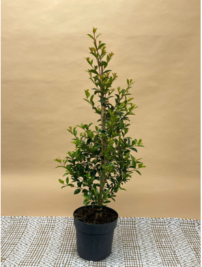 EUGENIA MYRTIFOLIA NEWPORT