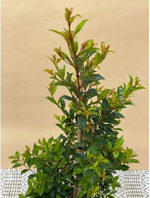EUGENIA MYRTIFOLIA NEWPORT