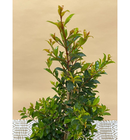 EUGENIA MYRTIFOLIA NEWPORT