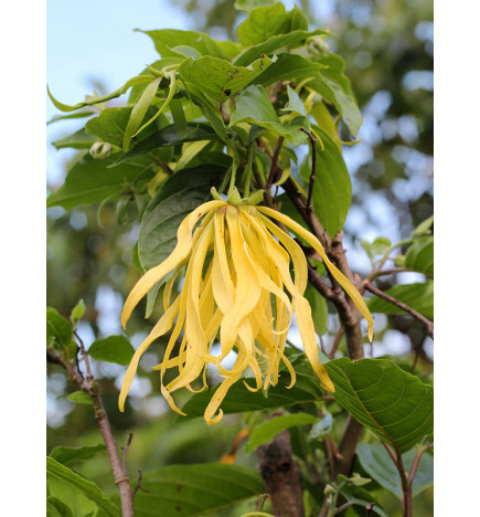 ÓLEO ESSENCIAL YLANG YLANG P/ DIFUSOR