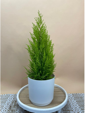 CUPRESSUS MACROCARPA GOLDCEST WILMA