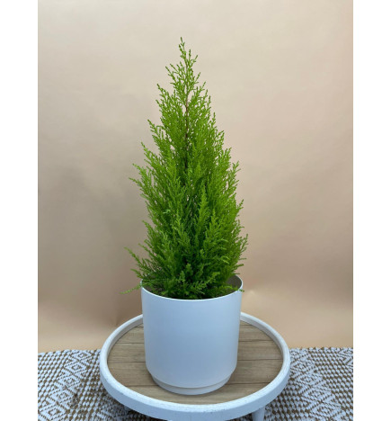 CUPRESSUS MACROCARPA GOLDCEST WILMA