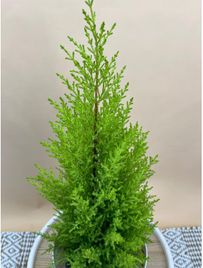 CUPRESSUS MACROCARPA GOLDCEST WILMA