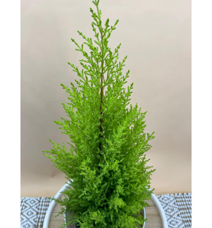 CUPRESSUS MACROCARPA GOLDCEST WILMA