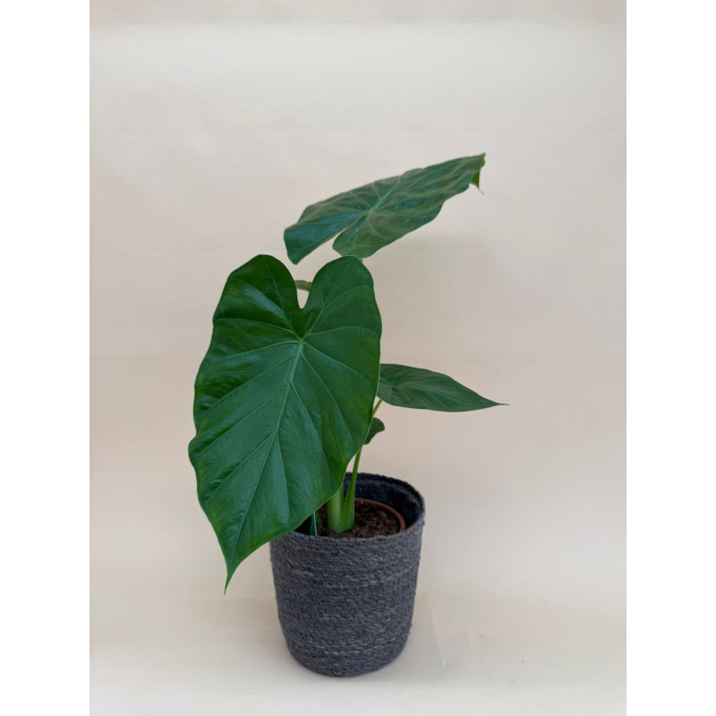 ALOCASIA MACRORRHIZA