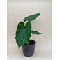 ALOCASIA MACRORRHIZA