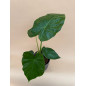 ALOCASIA MACRORRHIZA
