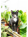 PLANTAS
